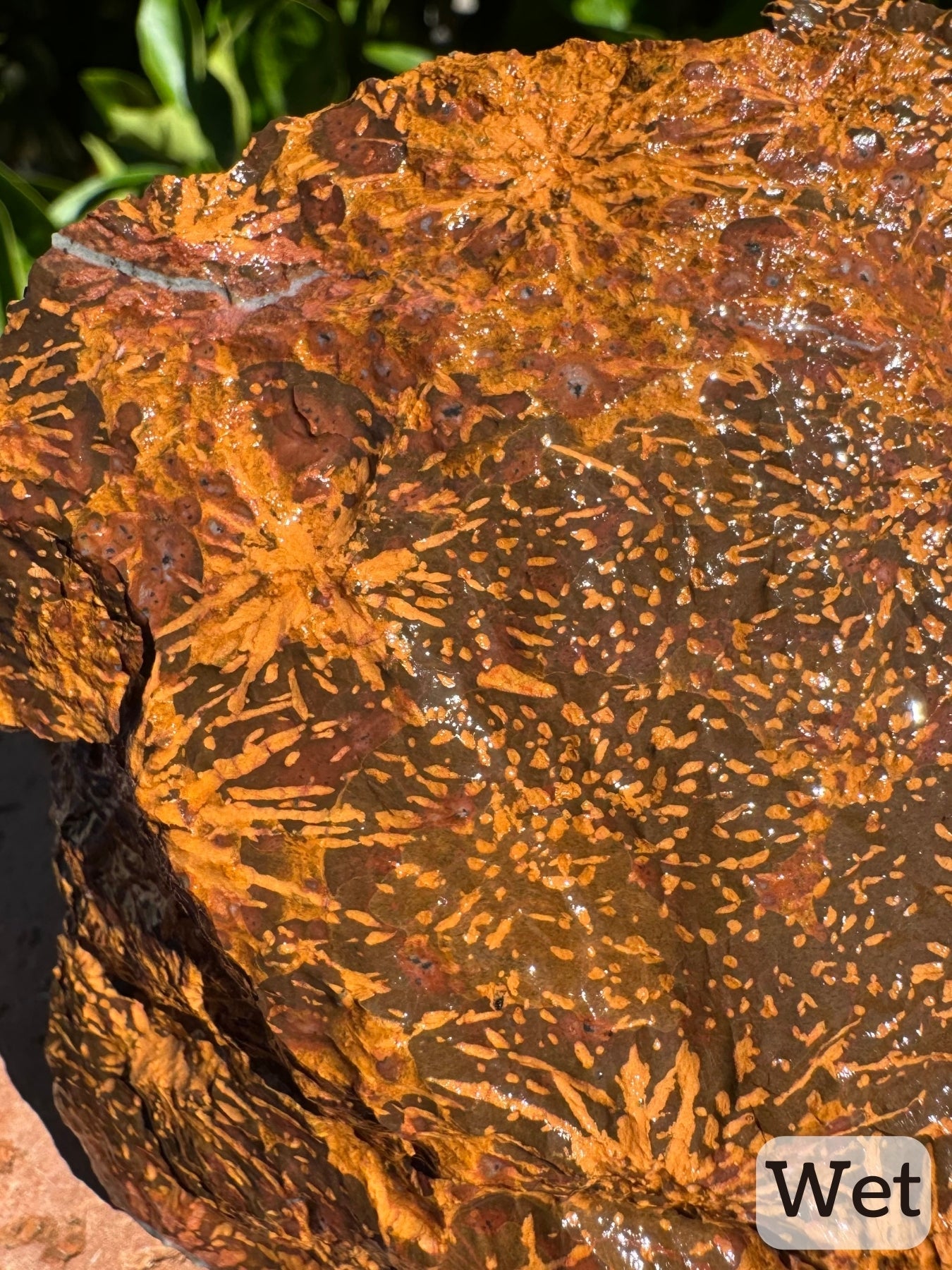 Captioned "wet," a detail view of the main face while wet. The quartz vein stands out more obviously, and the red and orange coloration is intense.