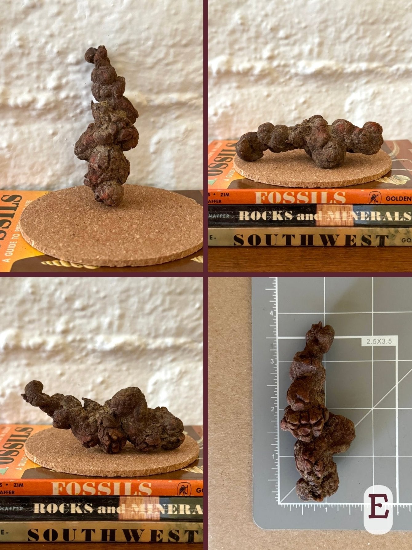 Option E, four views of a well-formed long lumpy coprolite, brown and red-brown in color. The final image shows the piece on a measuring mat, measuring about three and a half inches long.