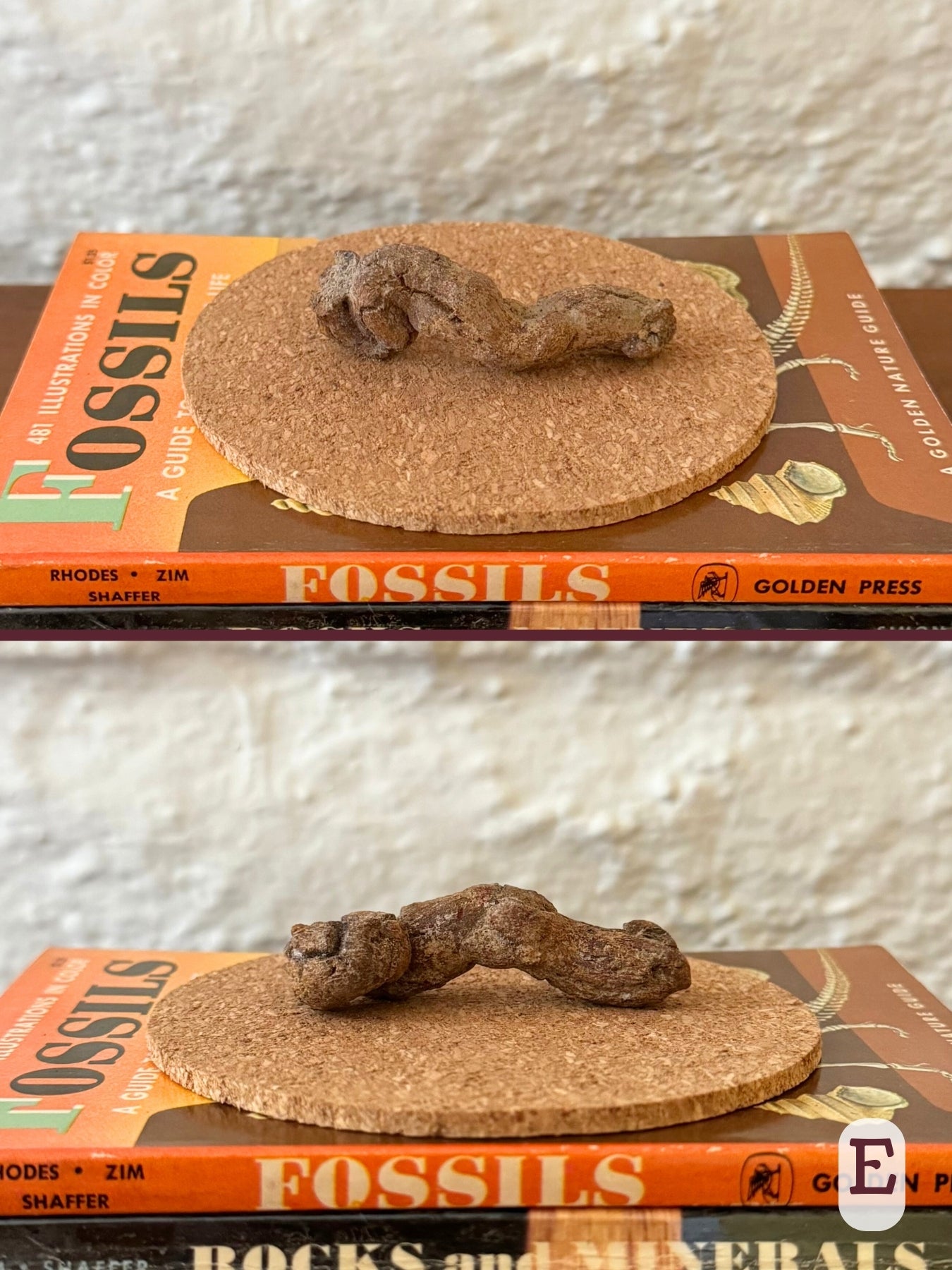 Option E, two views of a long coprolite folded at one end, with brown color.