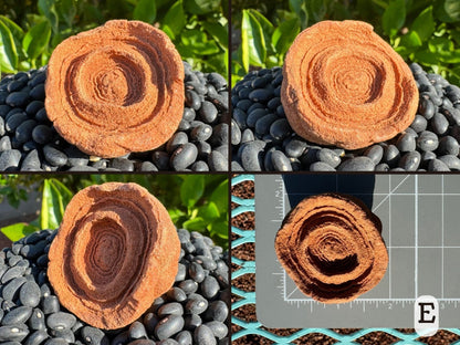 Option E, four views of a round red-toned pseudo stromatolite with well-formed concentric layering. At the center is a five-petaled flower shaper, with rounder layers radiating out. Picture four is the piece measuring just under two inches on a measuring mat