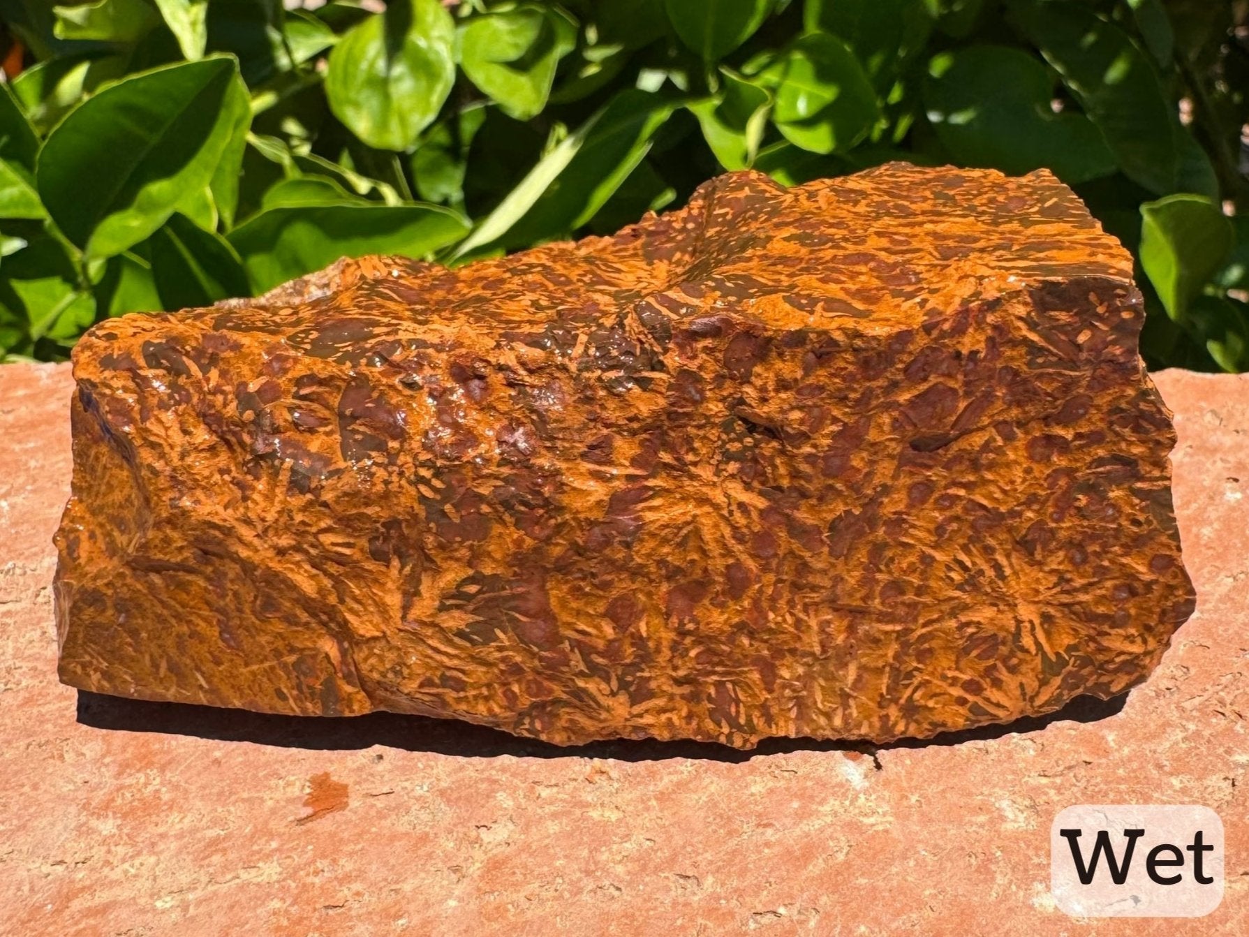 Captioned "wet," a wet view of the side, showing vibrant red-brown color and excellent patterning