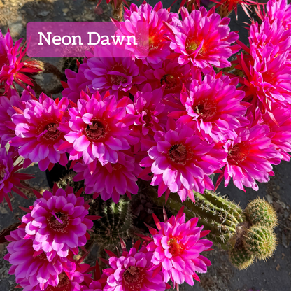 Captioned "Neon Dawn," several dozen large hot pink flowers on a cactus. The petals are large and pointed. The petals at the center are a light pink with a deeper pink up the center, and the outer petals are darker pink. It has pale yellow anthers and stigma with a yellow tone in the center of the flower.