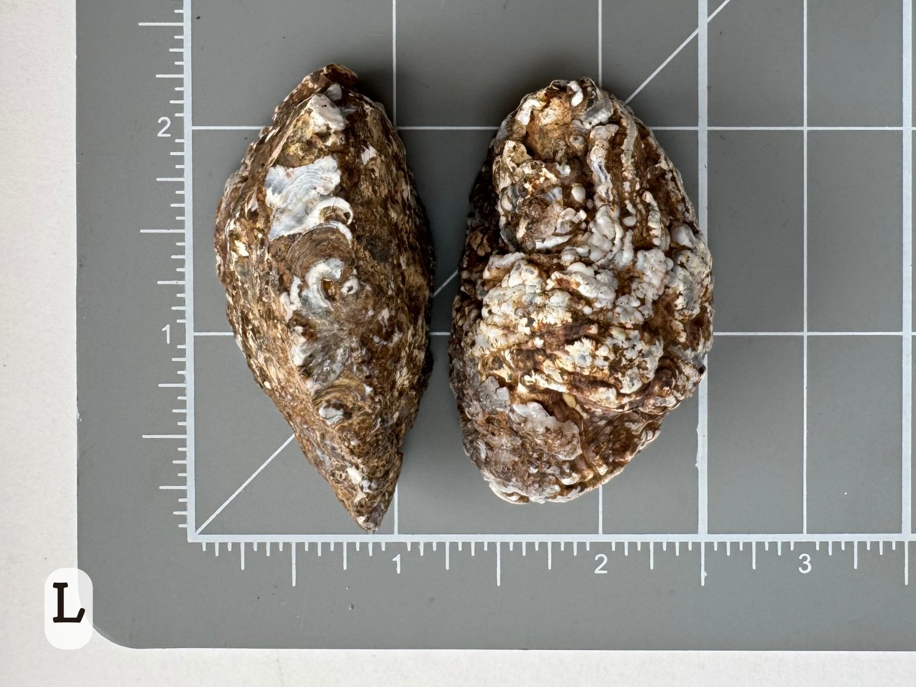 Option L: Scale image of the geode pair face-down on a measuring mat, measuring nearly two inches long.