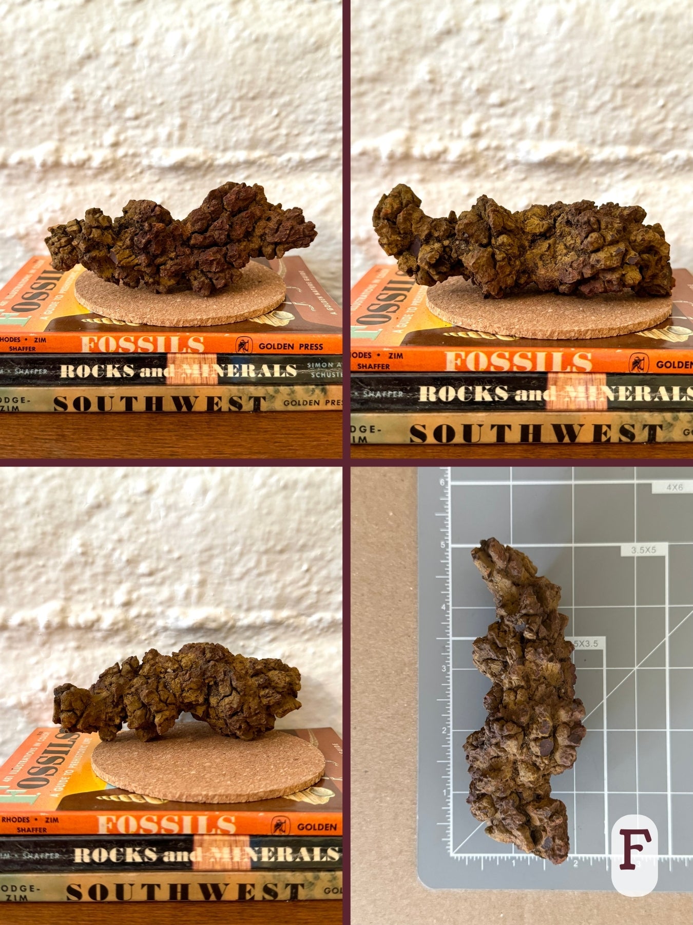 Option F, four views of a thick sausage-shaped coprolite with a twisted pattern and pointed ends. Yellow brown and brown color. The final image shows the piece on a measuring mat, measuring almost five inches long.