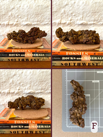 Option F, four views of a thick sausage-shaped coprolite with a twisted pattern and pointed ends. Yellow brown and brown color. The final image shows the piece on a measuring mat, measuring almost five inches long.