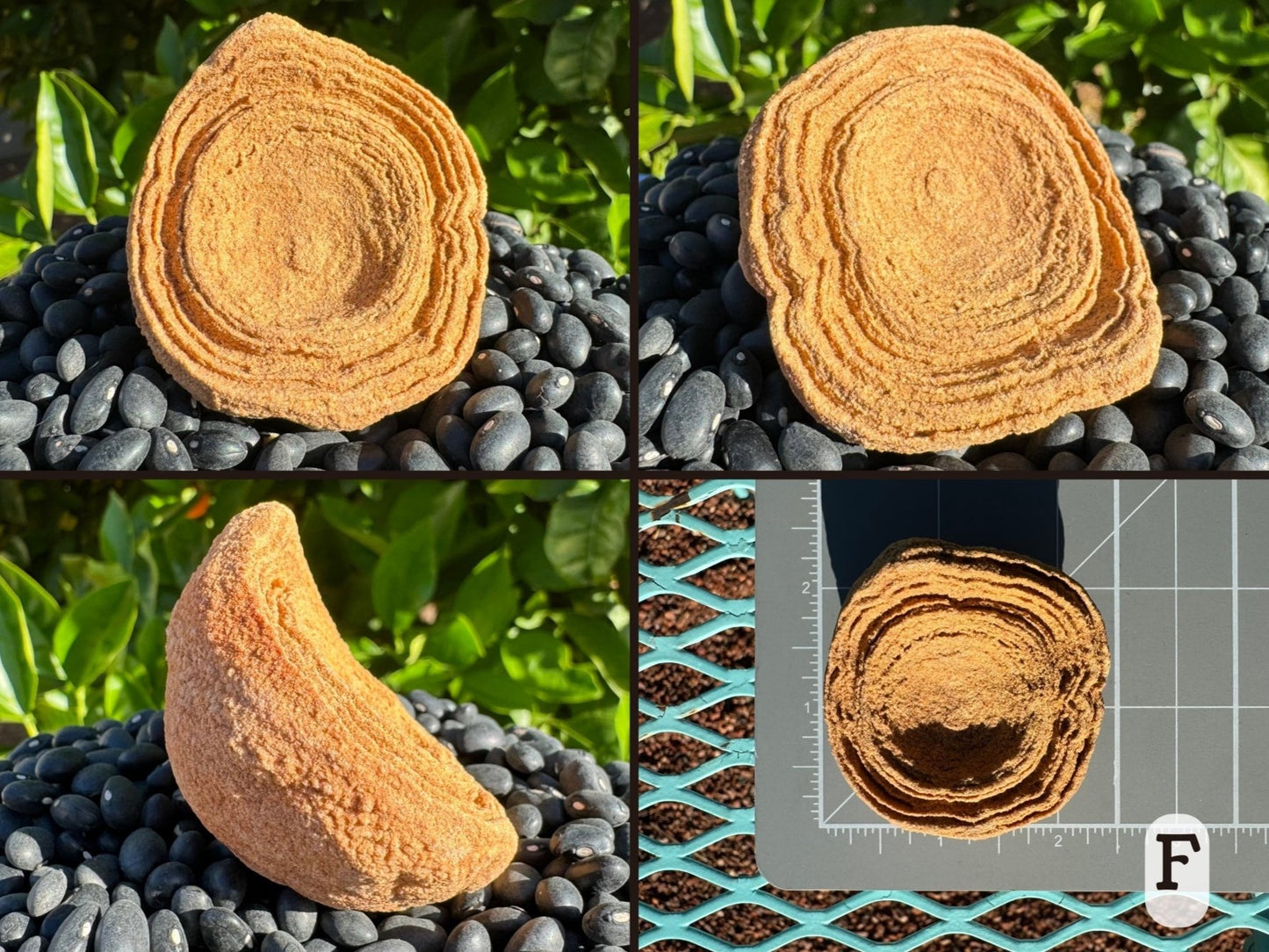 Option F, four views of a round shallow pseudo-stromatolite flat in the center with good layering up to the edges. Light yellow sandstone coloration. Picture four is the piece measuring just under two and a half inches on a measuring mat