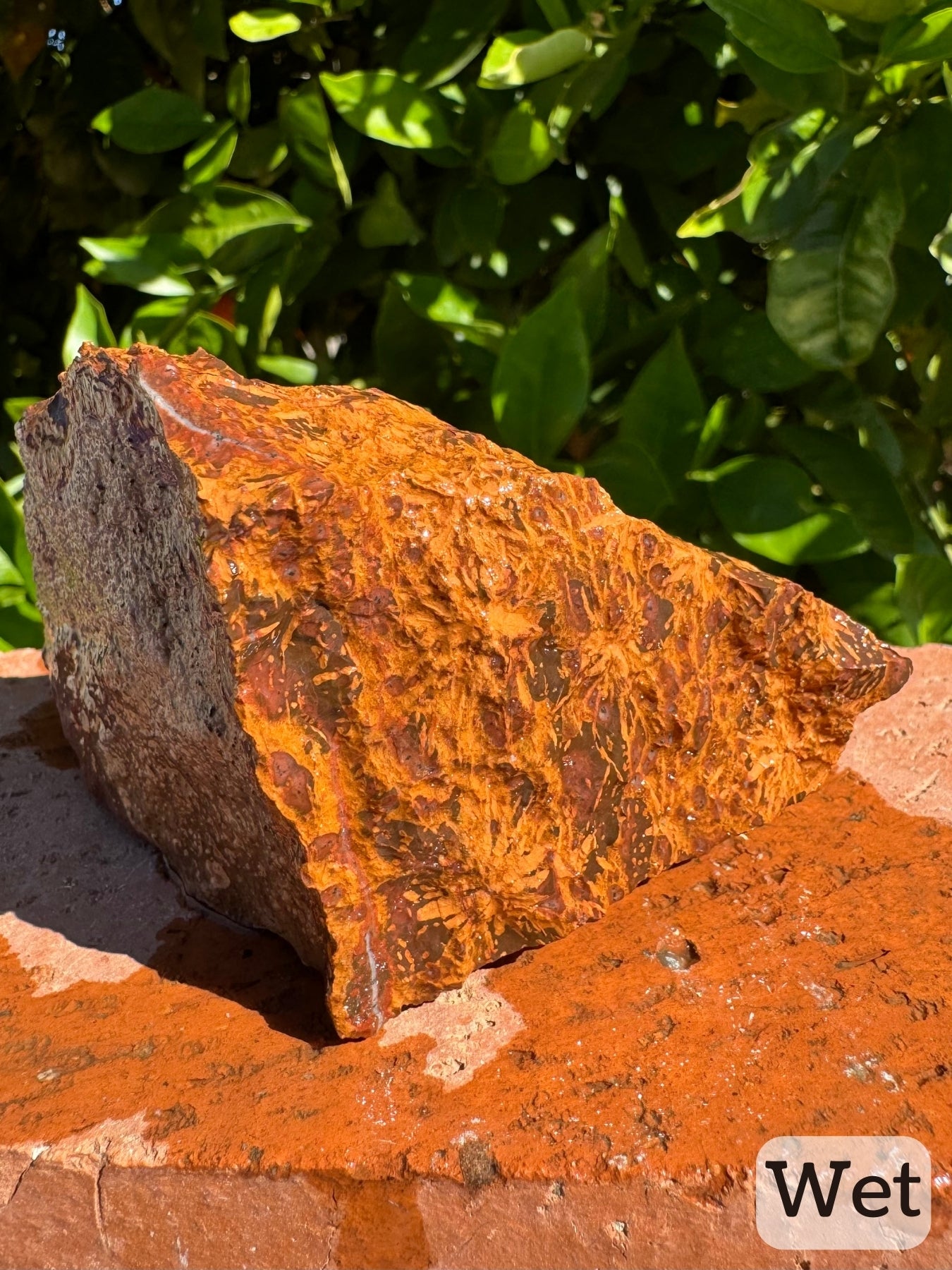 Captioned "wet," a view of a triangular end of the piece, mostly mottled with streaks of red-brown and orange coloration with some large spherulites mixed in.