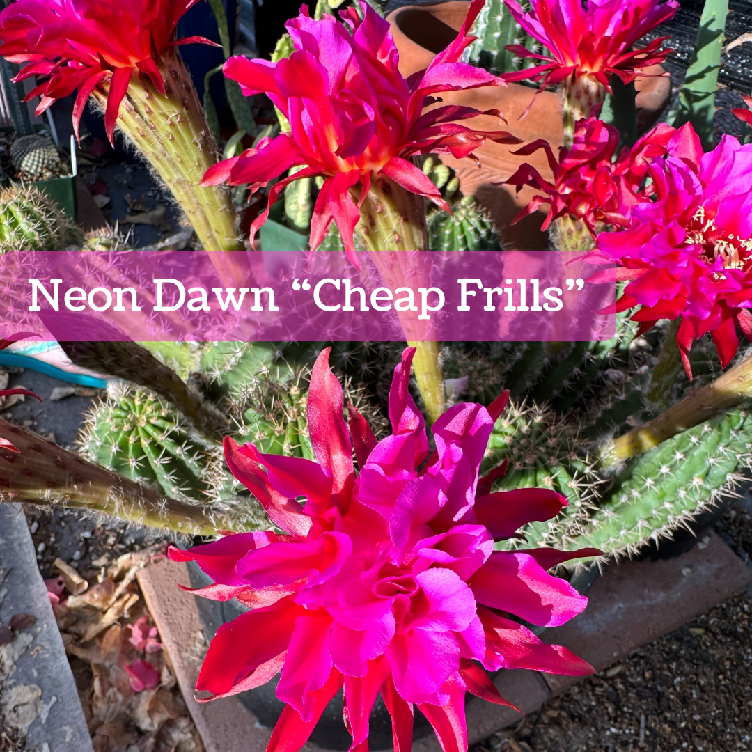 Captioned "Neon Dawn 'Cheap Frills'," a bright pink flower with bunchy frilly petals in a cluster in the center. The outer ring of thin long petals sticks out, but is wavy.