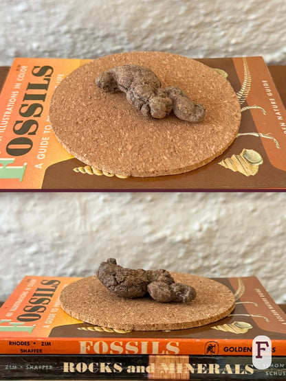 Option F, two views of a thick, S-shaped coprolite with lighter brown color