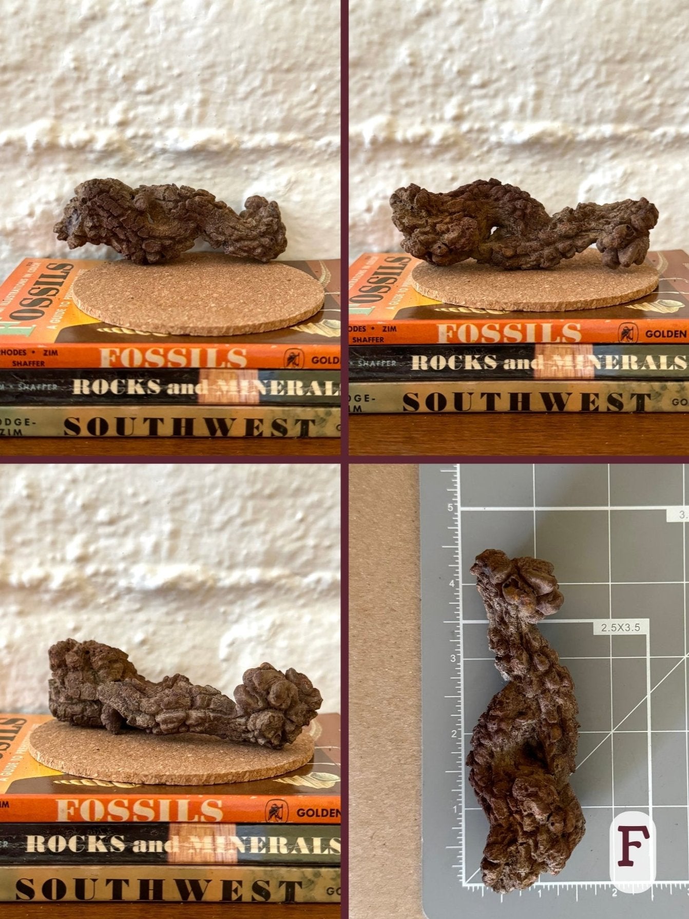 Option F, four views of a coprolite, two long pieces snaking together with a hold through the middle. Dark brown color. The final image shows the piece on a measuring mat, measuring about four inches long.