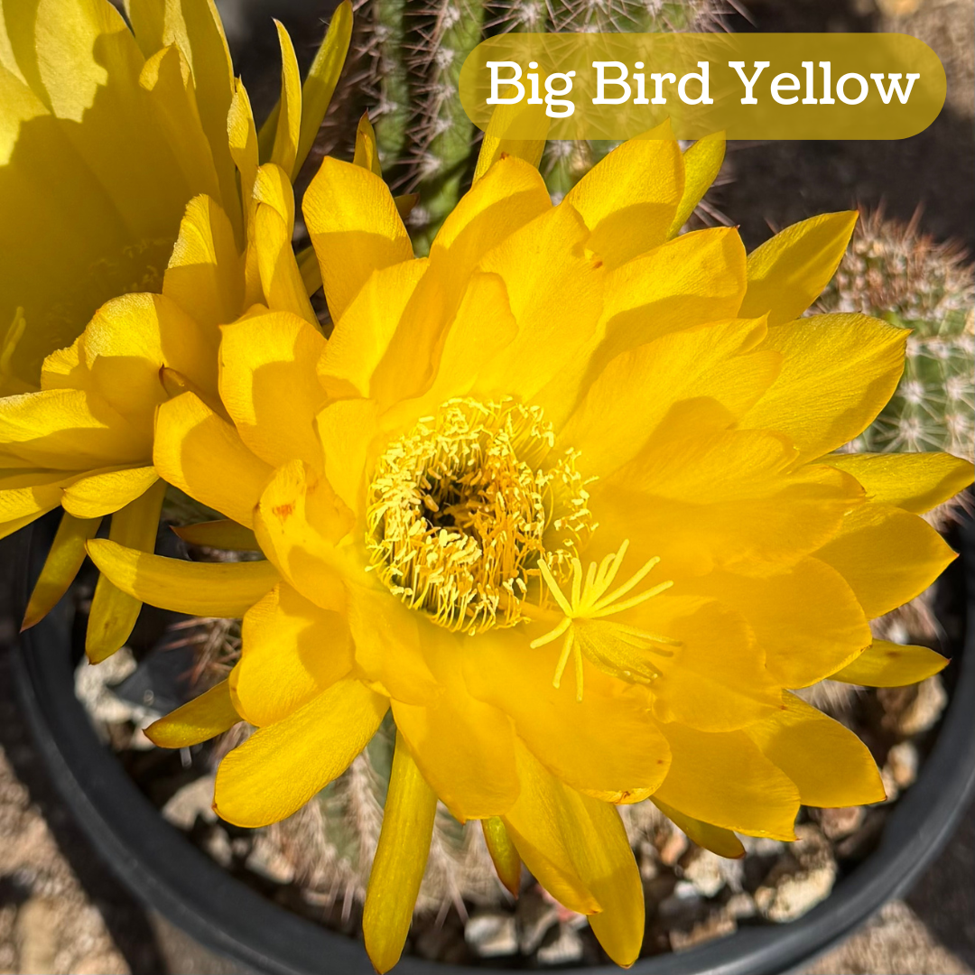 Big Bird Yellow torch cactus bloom, a saturated golden yellow with yellow pistil and stamen filaments. The bloom is large with pointed petals.