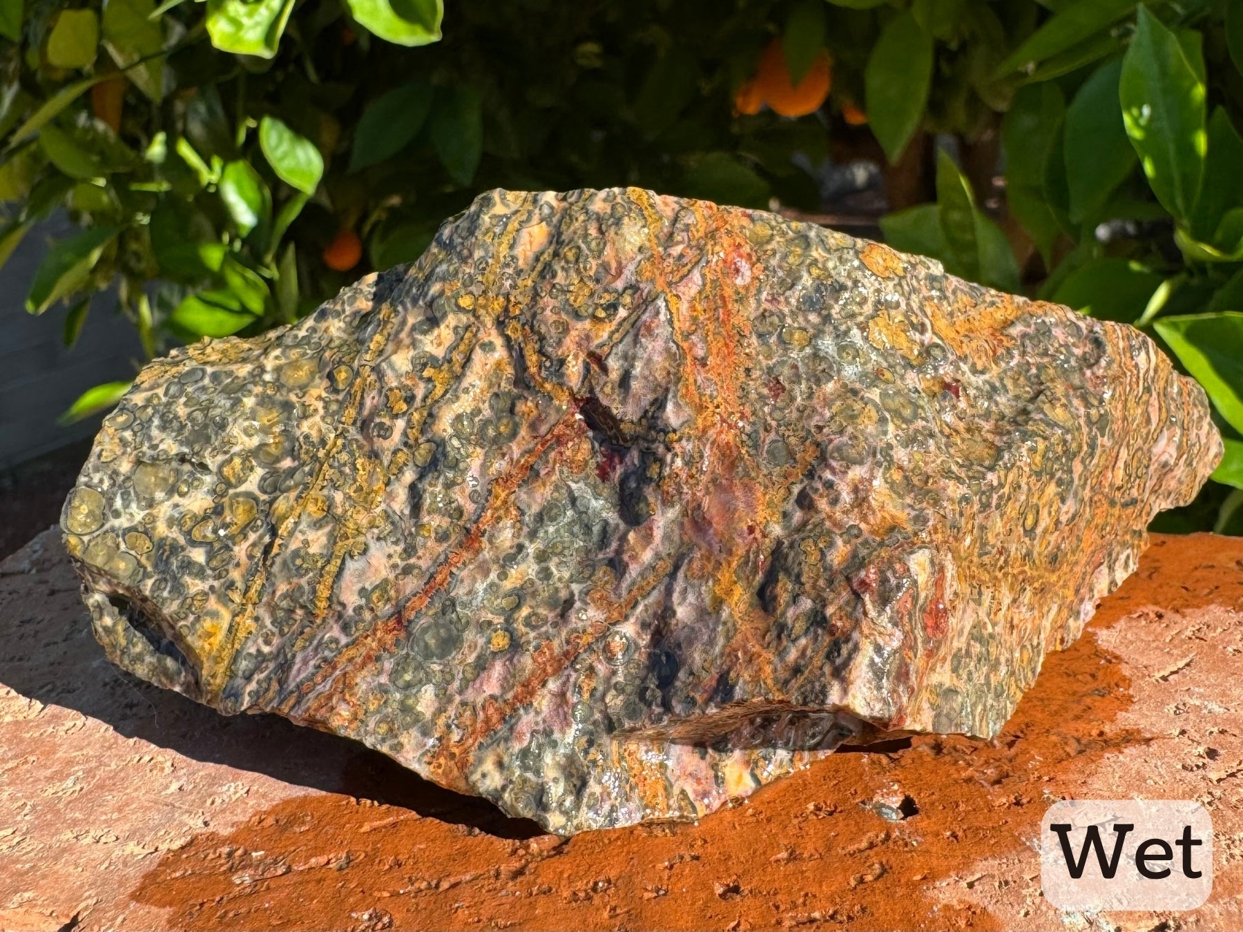 Captioned "wet," the side with yellow-to-red gradient veining pattern, with much more vibrant coloration. The background rock also takes on red, orange, and yellow tints.