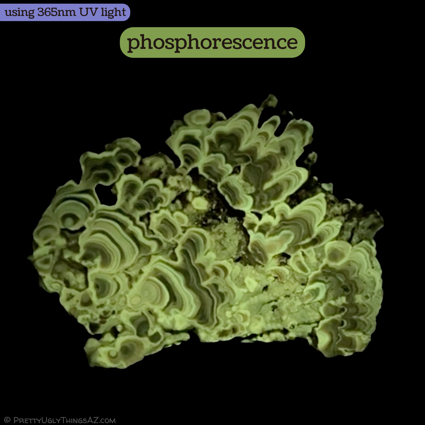 Aragonite cave formation, polished slice (large)