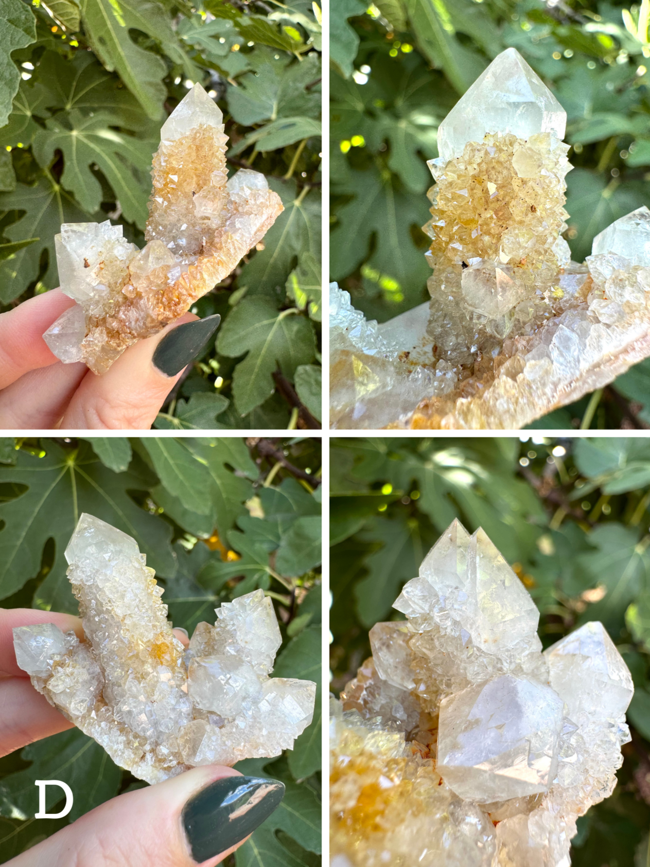 Option D, four images showing cactus quartz on thin piece of matrix, one larger point and a cluster of smaller ones. The piece is white with yellow staining on one side. One of the smaller crystals has developed a second point. Well-formed chunky druzy