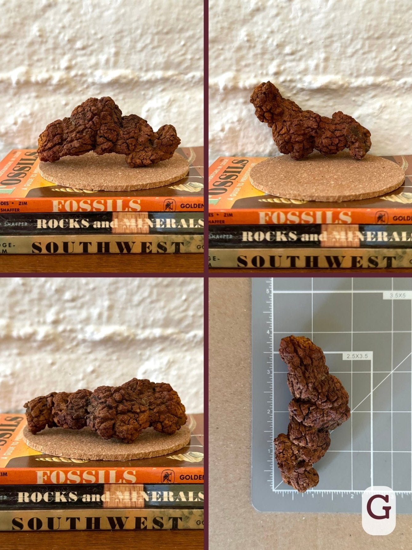 Option G, four views of a thick, lumpy, red-brown coprolite with a lot of folds. The final image shows the piece on a measuring mat, measuring about three and a half inches long.