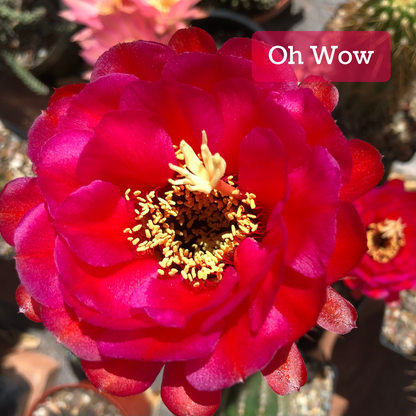 Captioned "Oh Wow," a large deep hot pink flower on a cactus. The petals are compact and rounded, with a near-red saturated pink. It has dense pale yellow anthers and stigma.