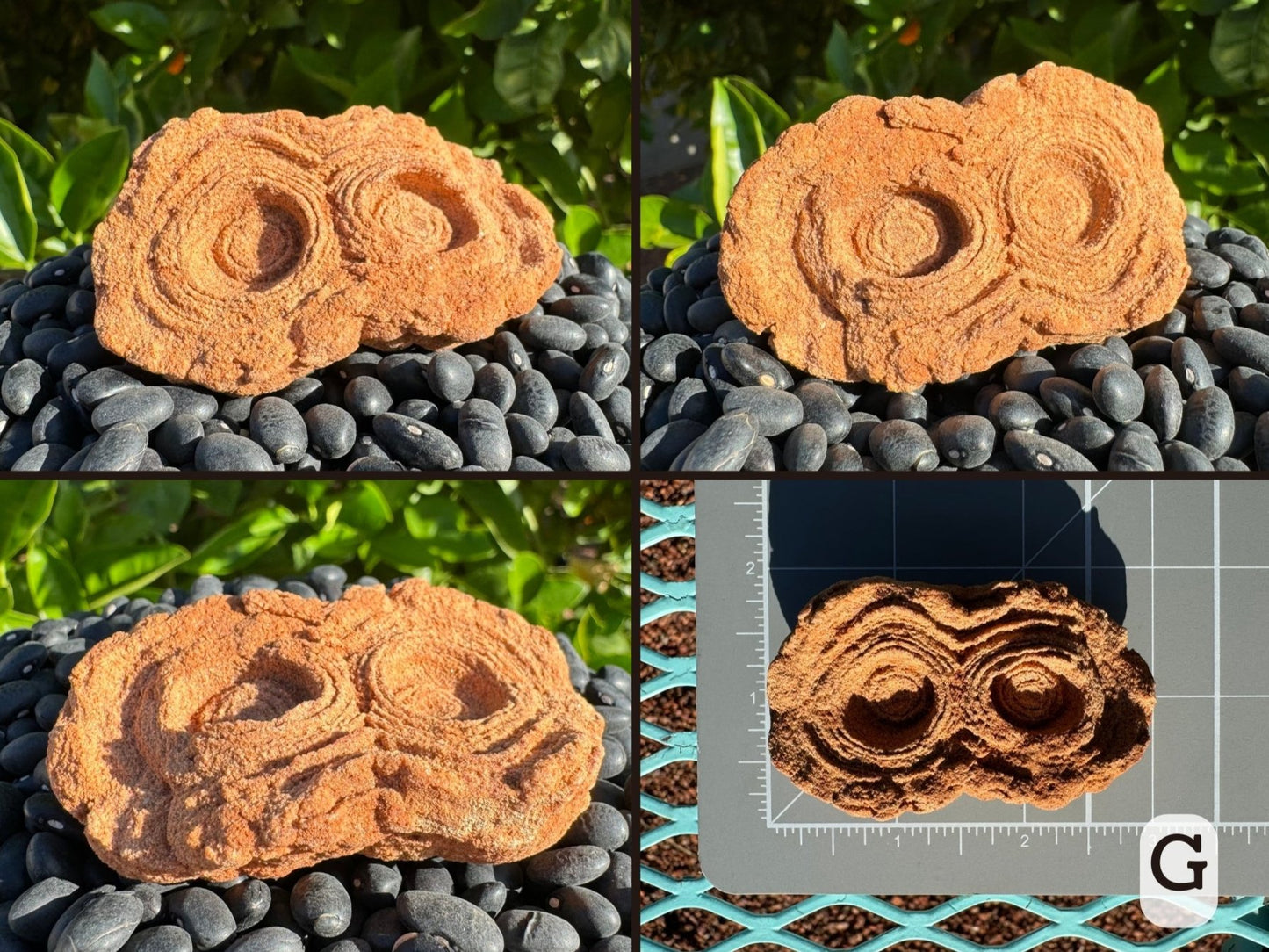 Option G, four views of a pseudo-stromatolite, two round piece with good concentric layers, connected near the center like a pair of eyes.  The piece is lightly red-toned. Picture four is the piece measuring just under two by three inches on a measuring mat