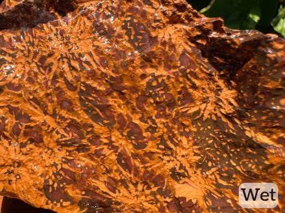 Captioned "wet," a detail of the piece wet, showing vibrant golden starburst patterns on brown background. There are red-brown spots between the starbursts, which have a whitish color at the center 