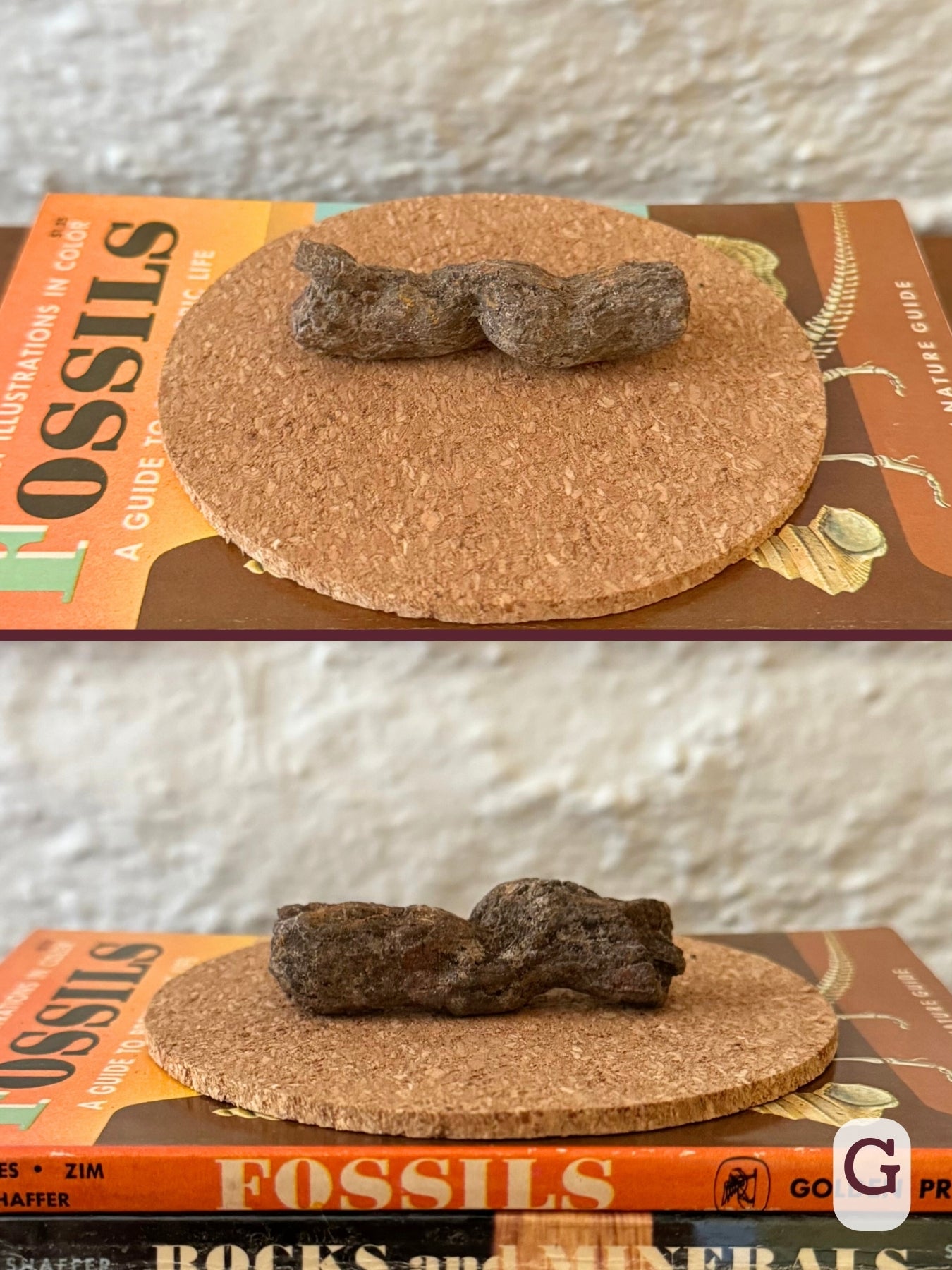 Option G, two views of a stubby brown coprolite, flat as if broken on one end, with a tight curl on the other end.