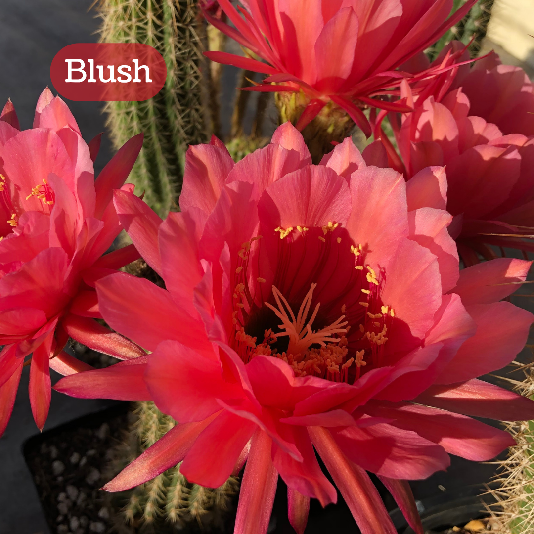 Blush torch cactus bloom, a rosy pink flower with layers of wide petals and narrow pointed ones around the outside. The pistil and stamen filaments are yellow. 