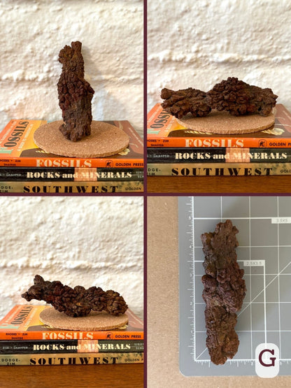 Option G, four views of a long twisted-log-like coprolite with flat splitting ends. Darker reddish and orangish brown. The final image shows the piece on a measuring mat, measuring almost five inches long.