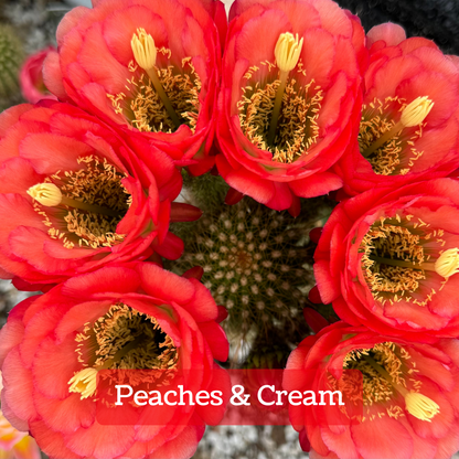 Captioned "Peaches & Cream," several large peachy orange-pink flowers on the crown of a cactus. The petals are compact and rounded, with a layer of thin long ones on the outside. It has a light green color to the center, with pale yellow anthers and stigma.