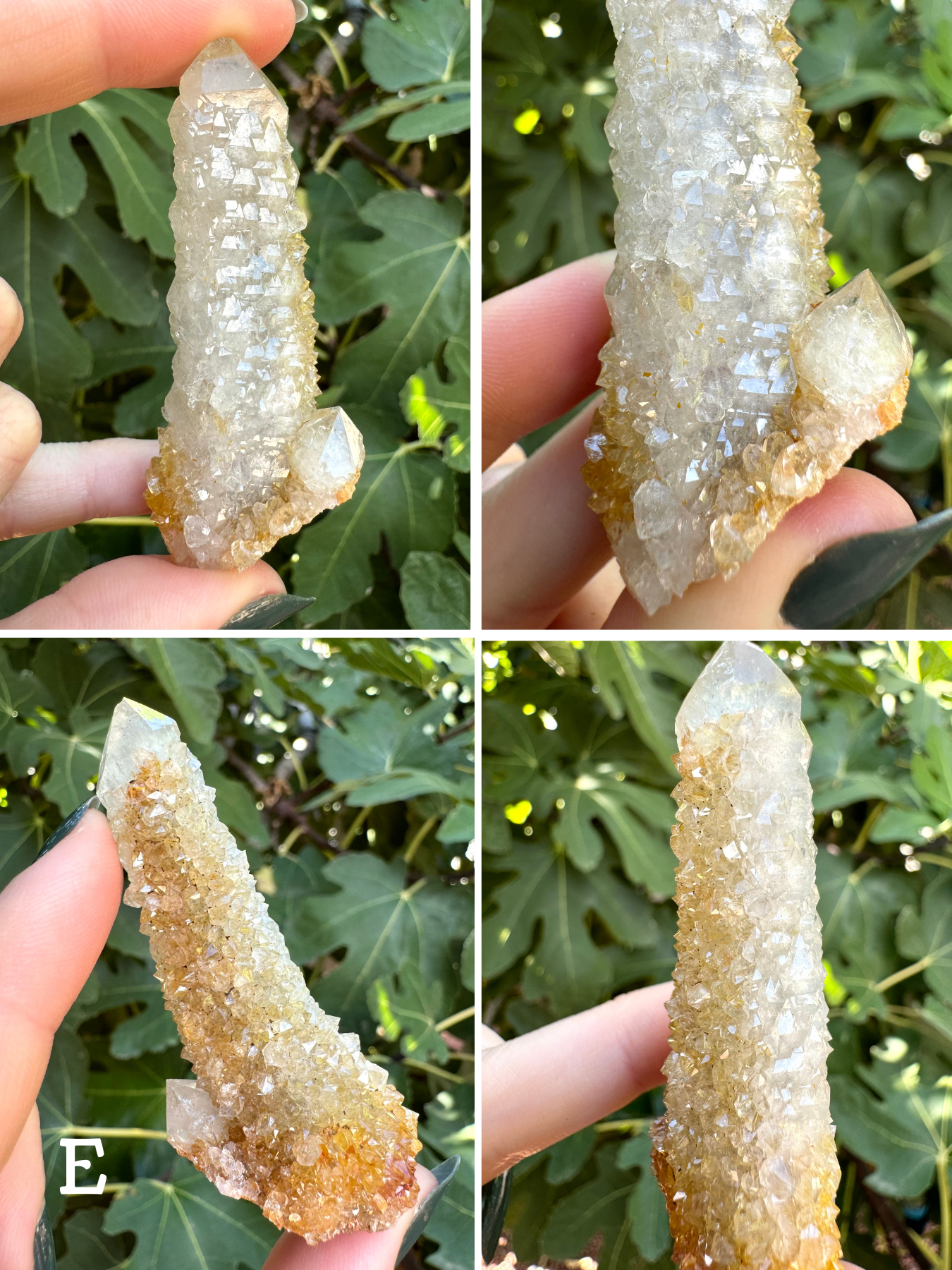 Option E, four images showing a cactus quartz point with a small point at its base. The point is white with one half iron-stained yellow with pepper inclusions. The yellow side has large chunky druzy, while the white side has sprouting growth. Tip is chipped.