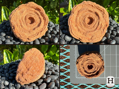 Option H, four views of a round lightly red-toned pseudo stromatolite with a lot of concentric banding visible. Picture four is the piece measuring close to two and a half inches on a measuring mat