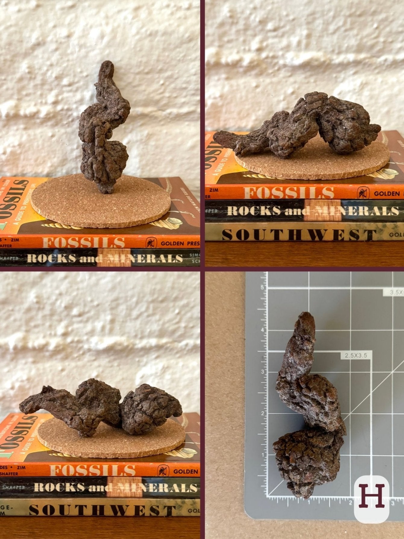 Option H, four views of a twisted brown coprolite. One end is a larger lump, which snakes down into a point. The final image shows the piece on a measuring mat, measuring about four inches long.