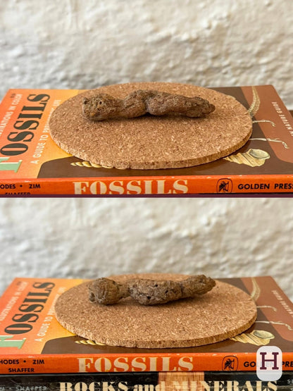 Option H, two views of a long brown coprolite with tight folds, pinched looking end