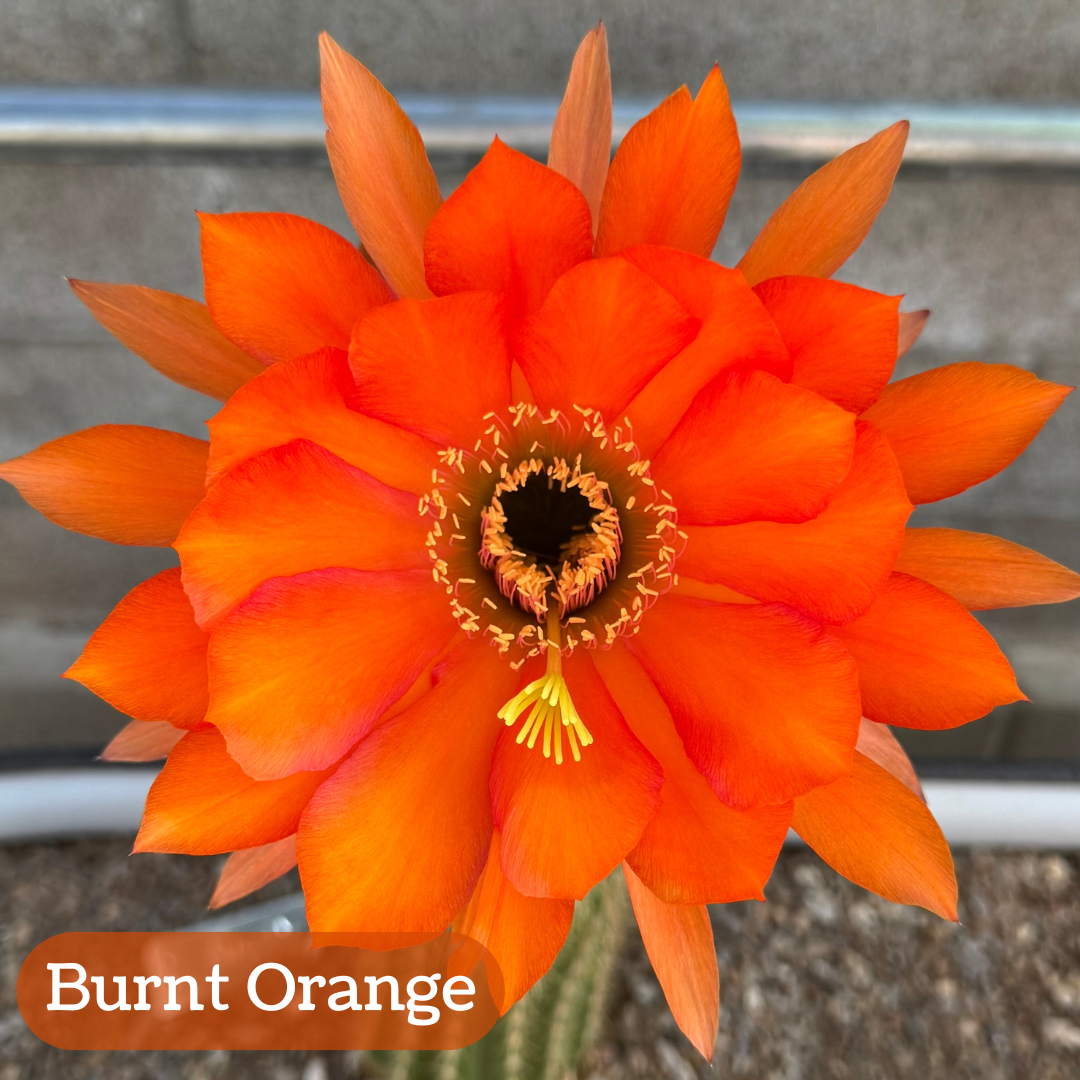 Burnt Orange torch cactus bloom, a large flower with wide tulip petals in the center and narrow pointed petals on the outside. The flowers have an even deep orange color, with yellow pistil and stamen filaments. 