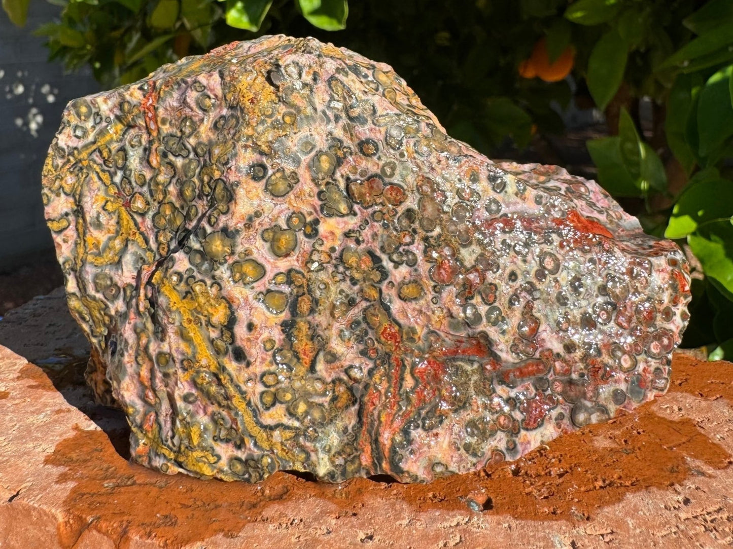 A side of the piece while wet, with orbicular patterns and some veining. Pattern is crisper but a bit haphazard on this face