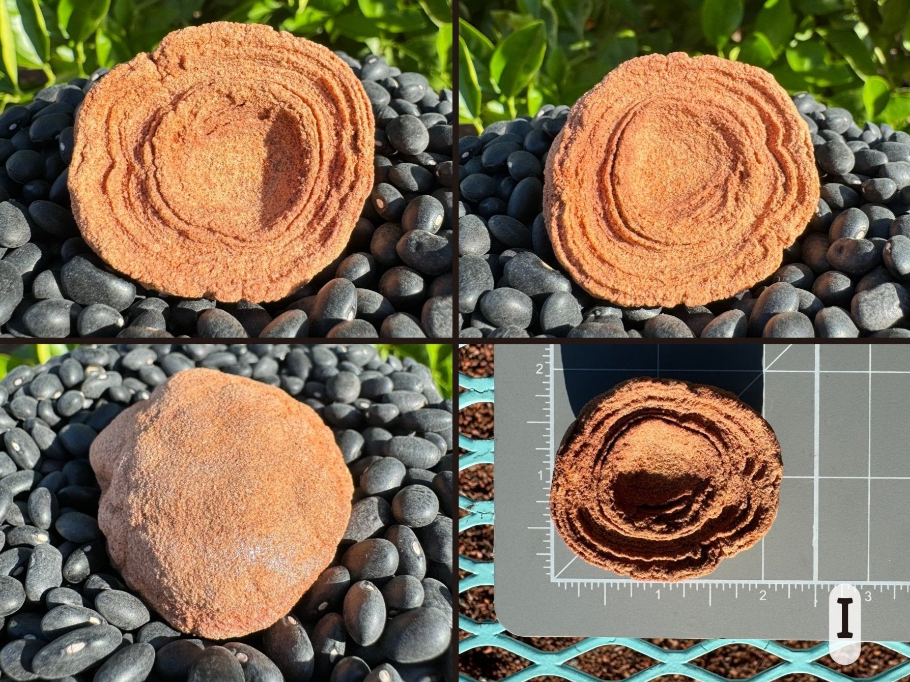 Option I, four views of a flat round red-toned pseudo stromatolite with round and rippled concentric bands, moderately well-formed. Picture four is the piece measuring just under two inches on a measuring mat