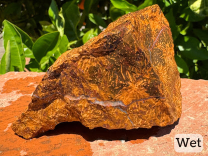 Captioned "wet," a view of a side while wet, showing the white quartz vein standing out against the background pattern