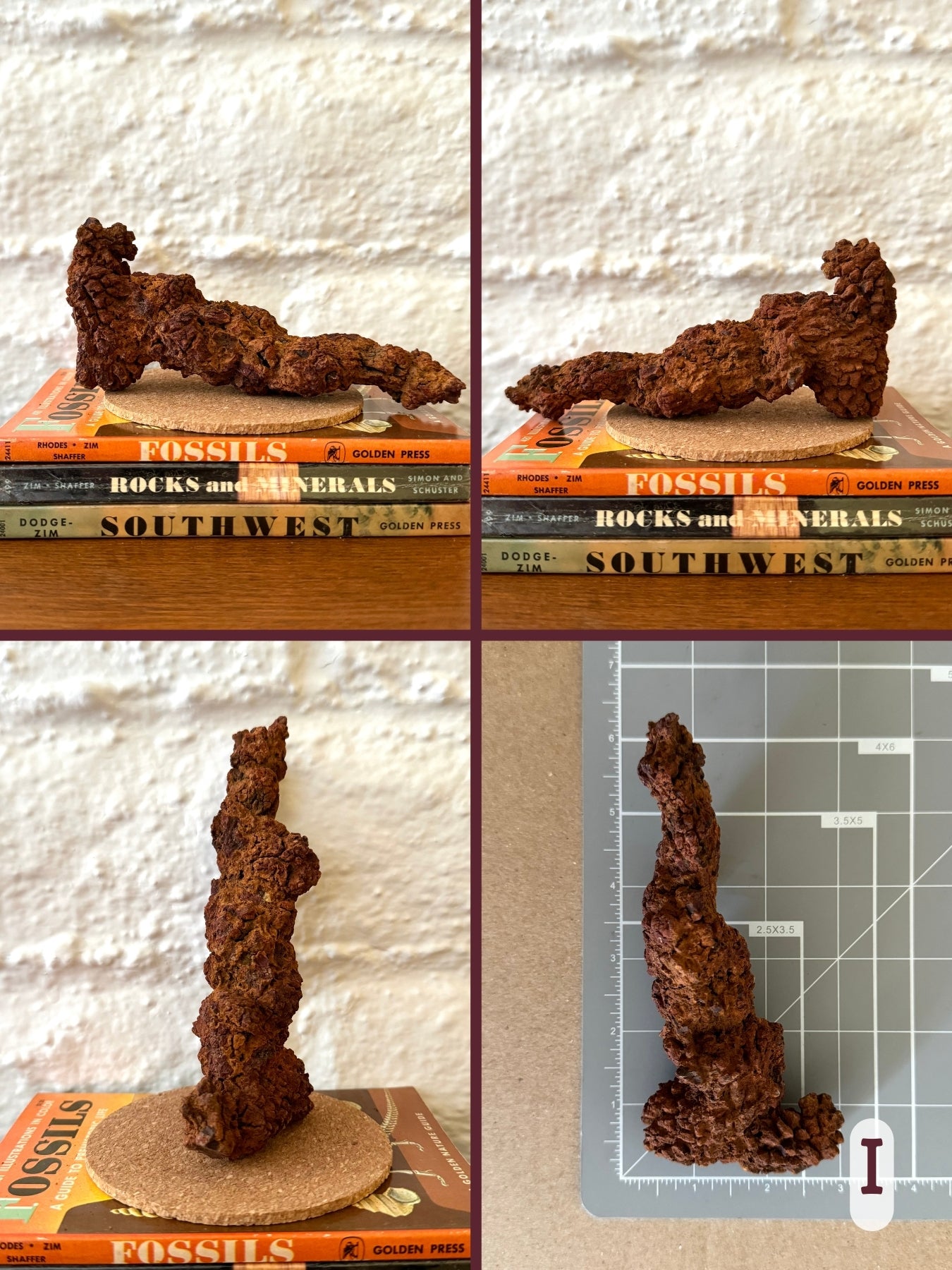 Option I, four views of a long twisting coprolite that folds out at one end. The other end comes to a point slightly shaped like a devil's tail. Red-brown color. The final image shows the piece on a measuring mat, measuring nearly six inches long.