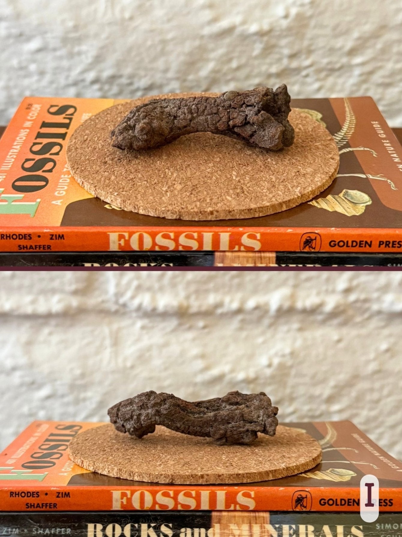 Option I, two views of a darker brown stumpy coprolite, splayed-looking on one end and pointed on the other.