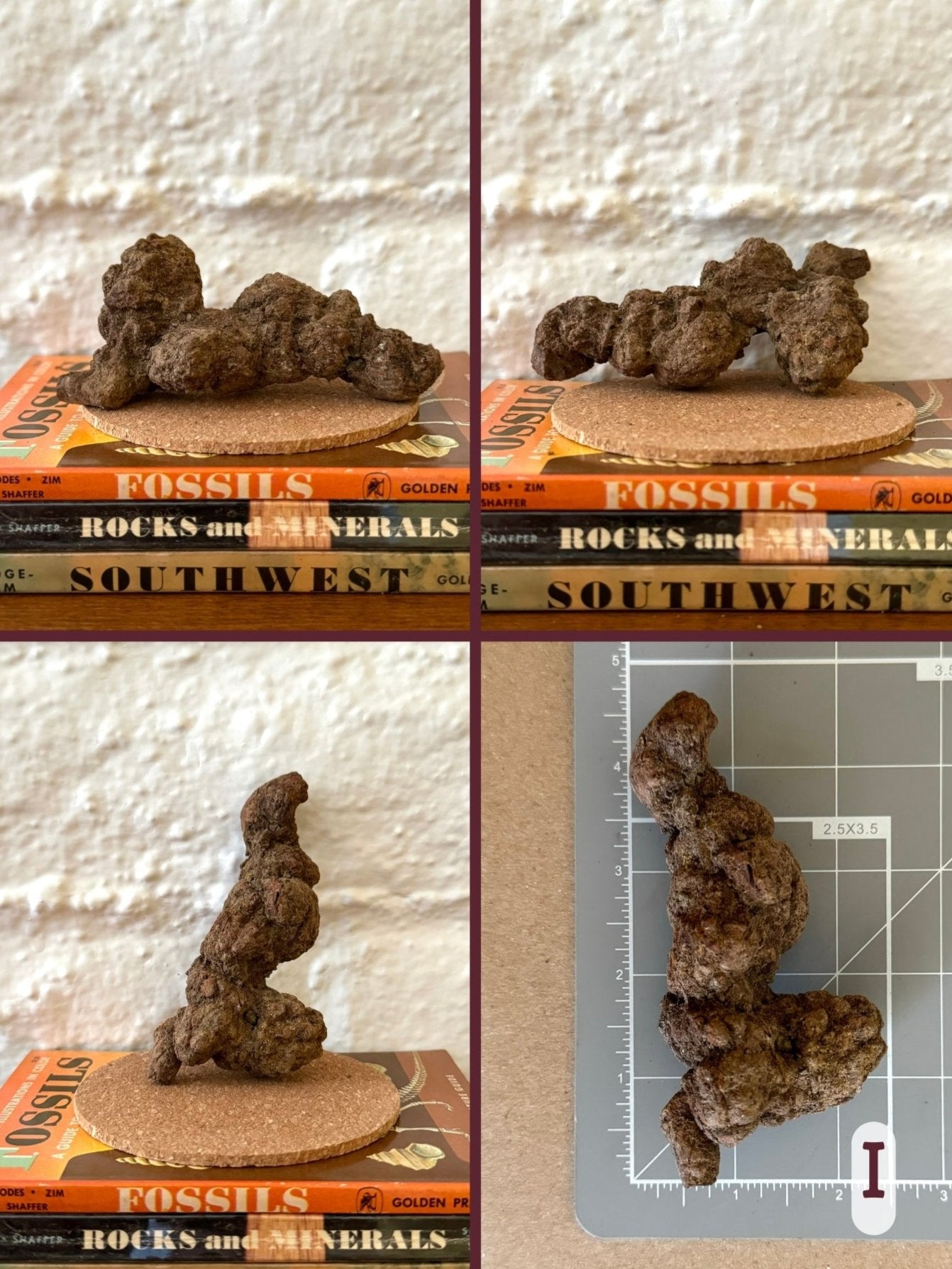 Option I, four views of a long lumpy brown coprolite folded over on one end. The final image shows the piece on a measuring mat, measuring almost four and a half inches long