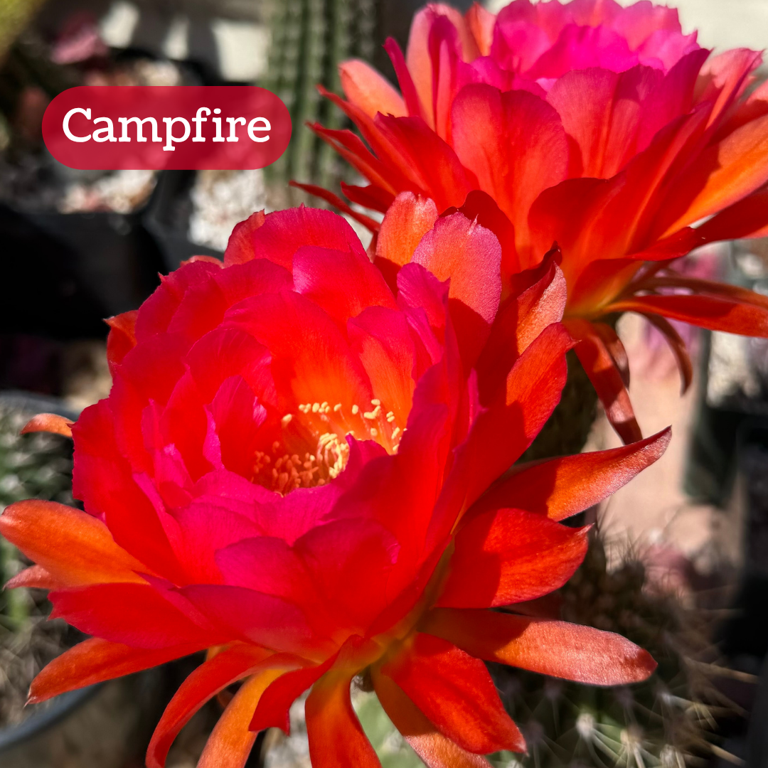 Campfire torch cactus bloom, a flower with dense layers of petals like a rose, with narrow pointed petals around the outside. The petals are orange at the base with pink-tipped petals, appearing hot pink in the center with red-orange layers fanning out. The pistil and stamen filaments are cream-colored.