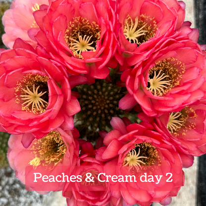 Captioned "Peaches & Cream day 2," the flowers have fades to a more peachy-pink color.