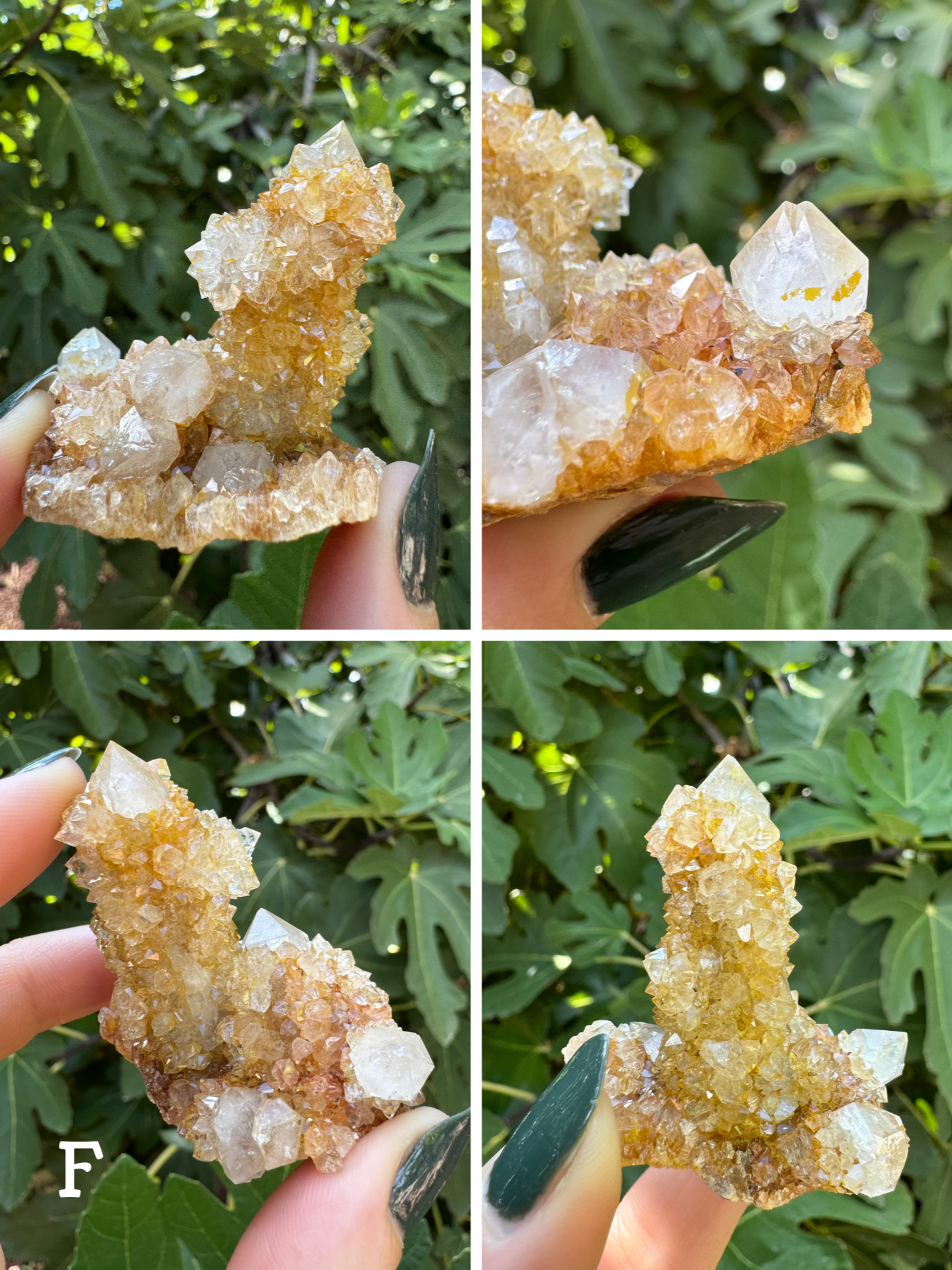 Option F, four images showing a cactus quartz cluster, white quartz with yellow-stained chunky large druzy. There is one main point one the cluster and several smaller ones. One has split growth, and the staining near it is almost red.