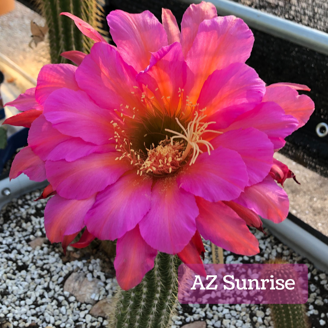 Captioned "AZ Sunrise," a comically large flower on a cactus. It has floppy rounded hot pink petals with a line of yellow-orange tint up the center, and an outer layer of thin pointed petals. It has pale yellow anthers and stigma.