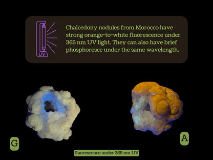 UV light symbol with message "Chalcedony nodules from Morocco have strong orange-to-white fluorescence under 365nm UV light. They can also have brief phosphorescence under the same wavelength."

Underneath there are two chalcedony nodules fluorescing, one labeled G white with light blue, the other labeled A orange with white. Below it says "fluorescence under 365 nm UV"