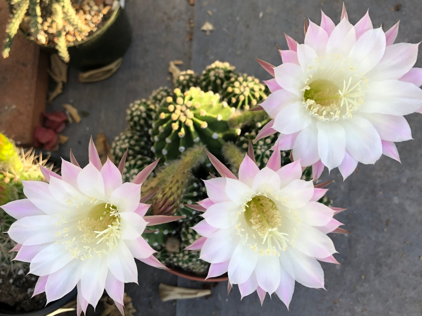 A mounding round cactus with small pups in a bowl, with three large trumpet flowers. The flowers are white with the outer petals tinged light pink.