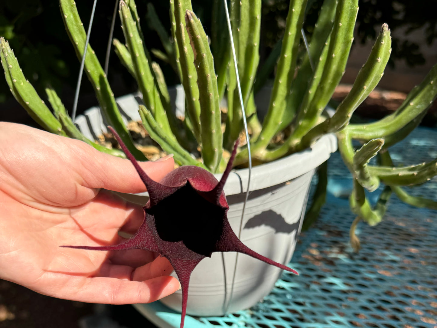 The full plant with a bloom held up to see up it, showing it is quite dark. The petals are thin and pointed, and spread out like a star