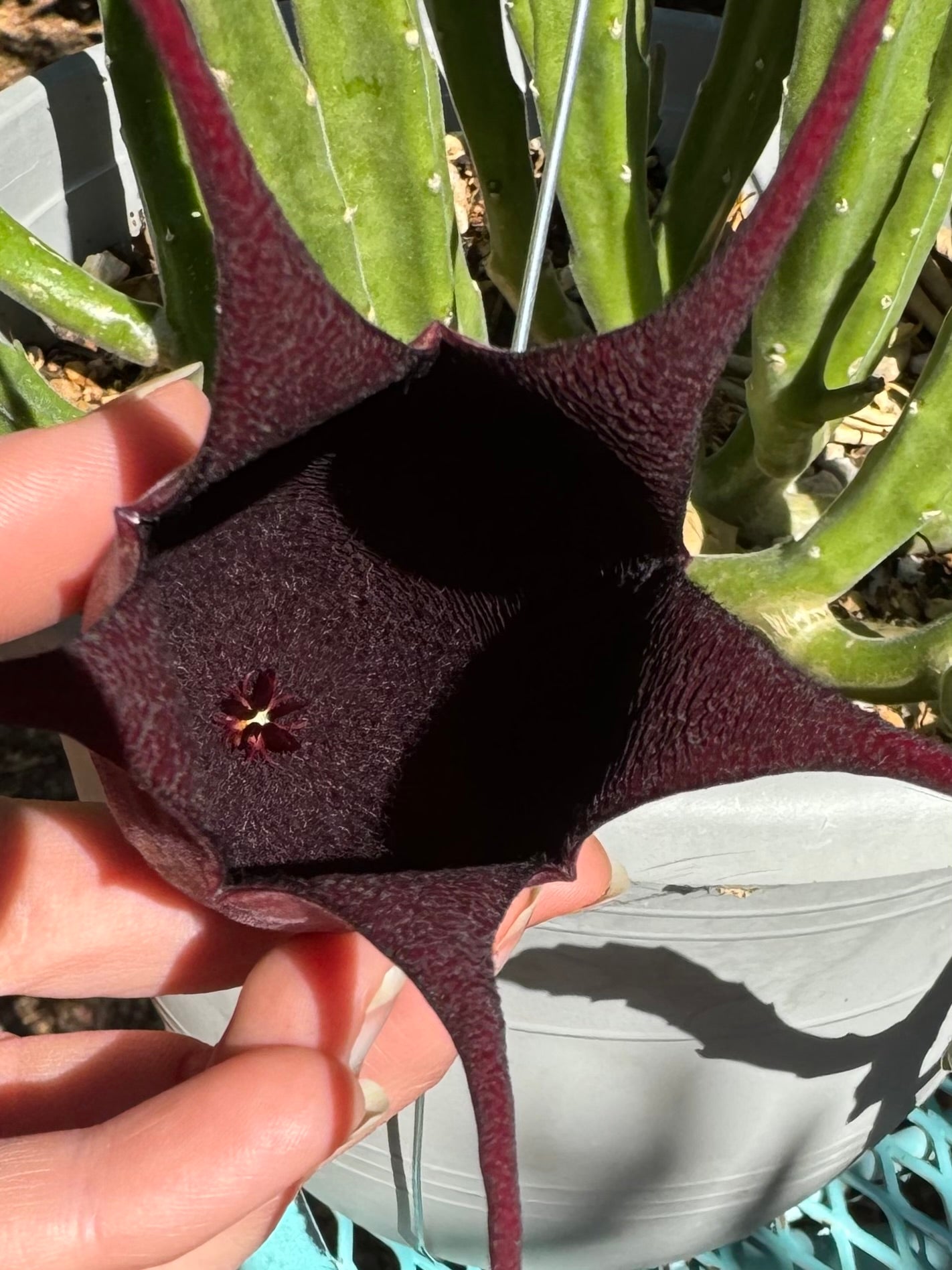 A flower held up to get light into the dark interior, which is fuzz-lined.