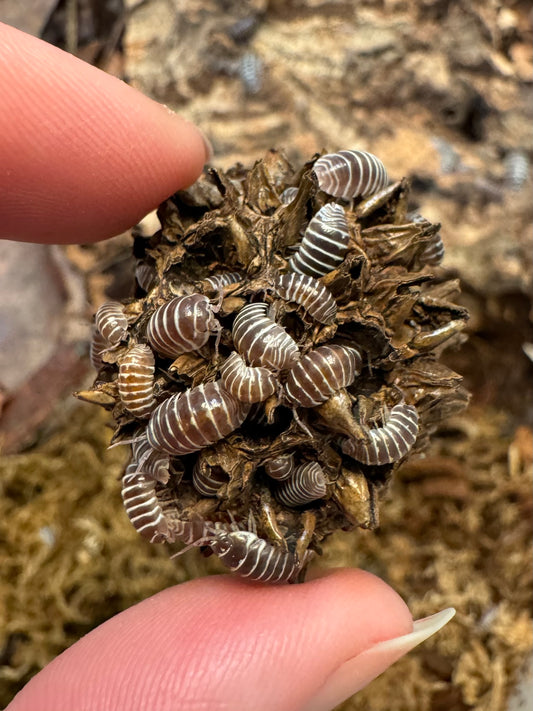 A sweet gum pod held between finger an thumb, with chocolate zebra isopods all over it. They have thin white stripes across brown body color.