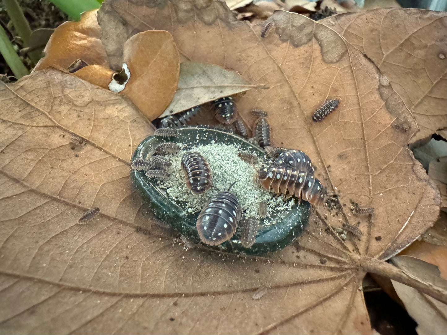 A few dozen isopods of various ages congregating around a food dish filled with powder