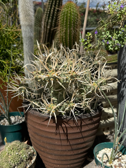 A paper spine cactus about a foot tall in a pot, composed of long pinecone-like segments with long flat curled white spines