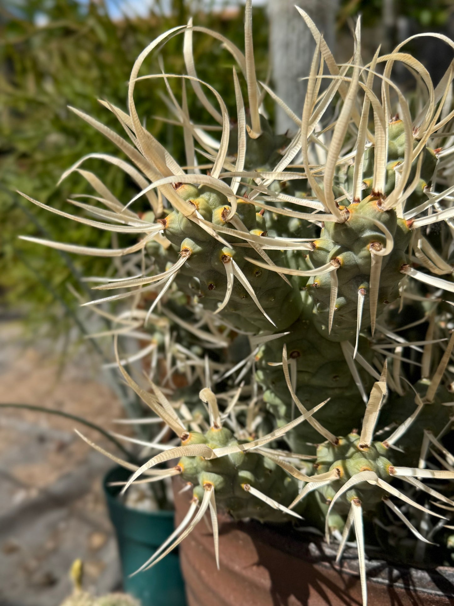 Detail of a branch of the paper spine cactus, which is a light green-gray color with yellow coloration at the areoles