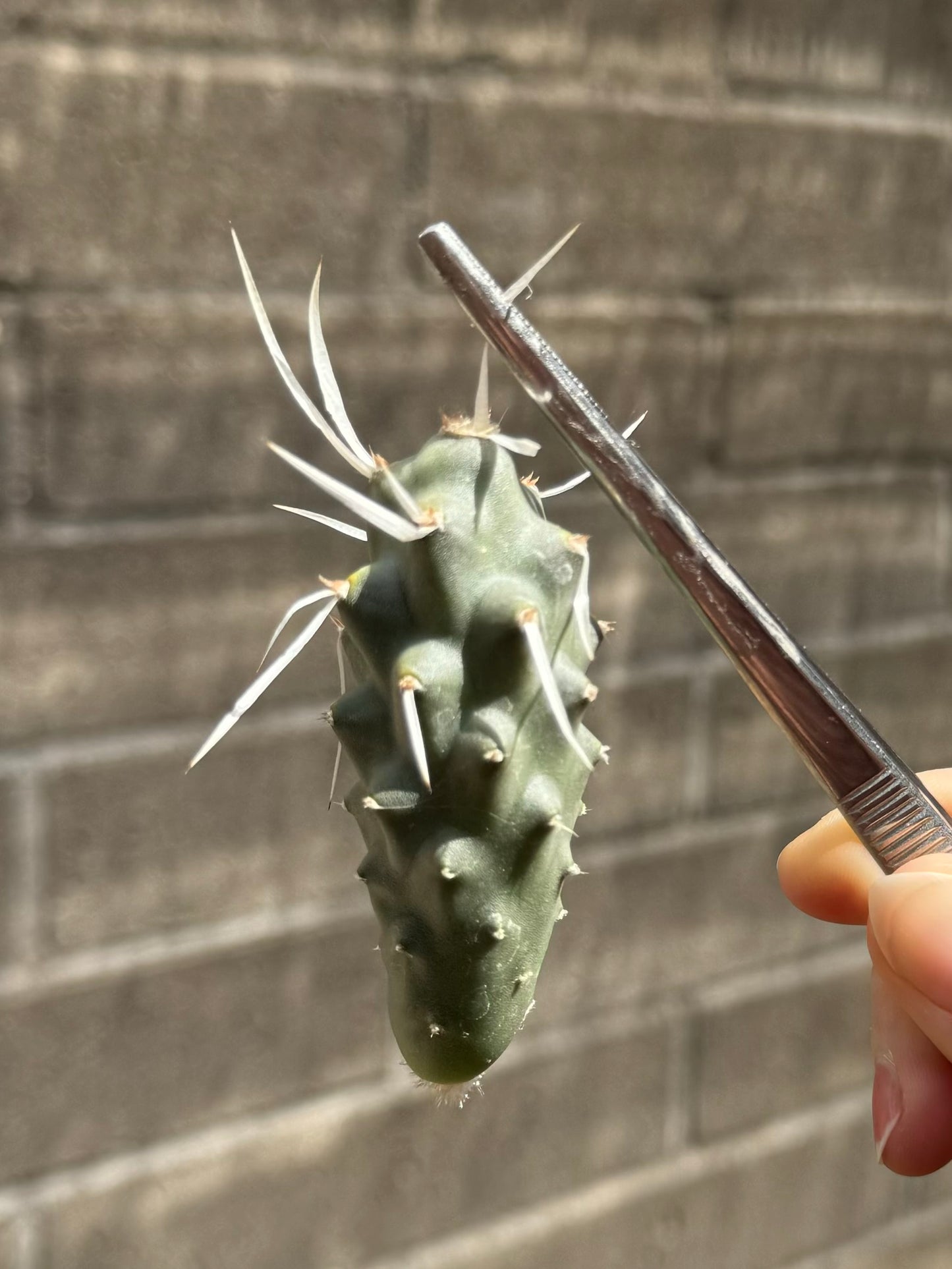 A single segment of the tephrocactus, held by long tweezers. Small spines are visible on the areoles